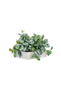 Mason Pavilion Roam XL Planter Plant Arrangement